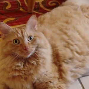 Meet your Posher, Michele